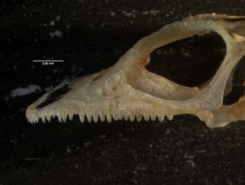 Media type: image;   Herpetology R-66857